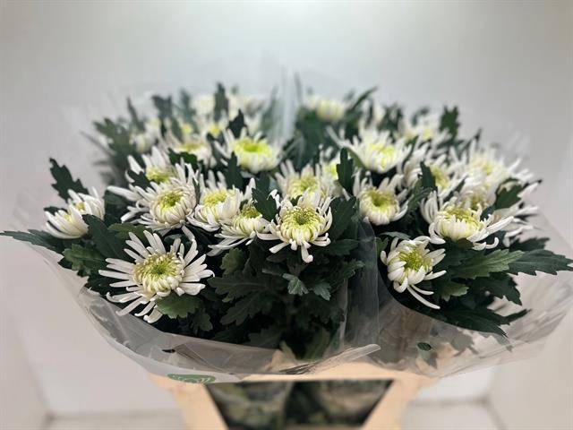 <h4>CHR G TOPSPIN</h4>