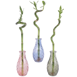 Lucky Bamboo Spiral 30cm in 7cm glass