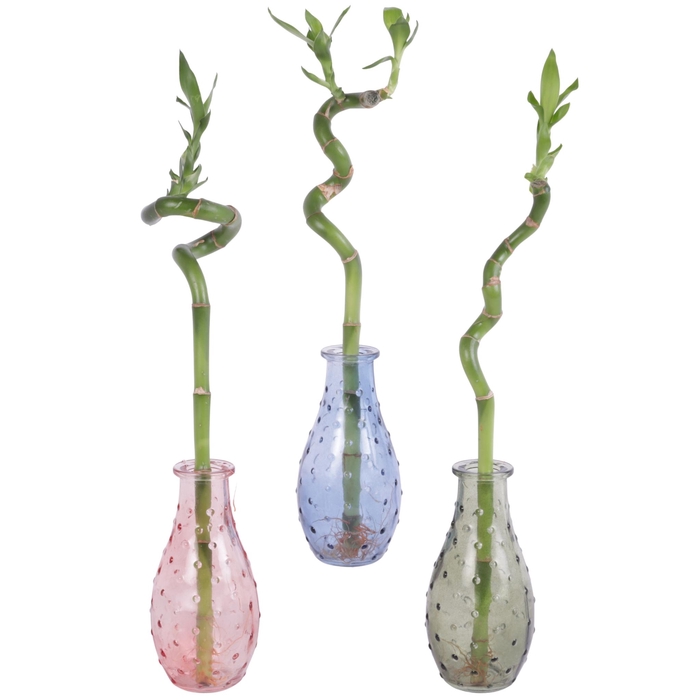<h4>Lucky Bamboo Spiral 30cm in 7cm glass</h4>