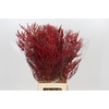 Bromelia Red Paloma