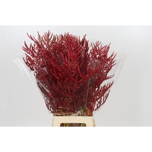 Bromelia Red Paloma