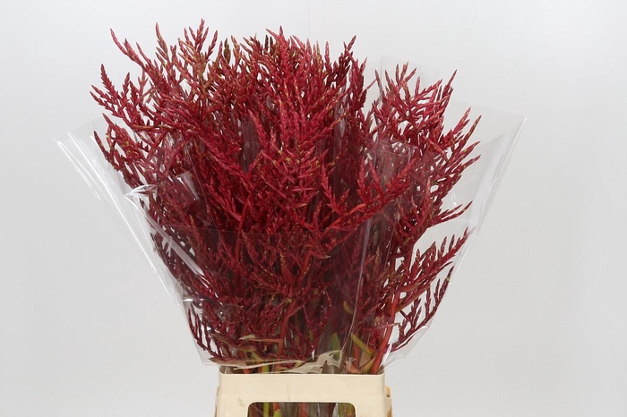 <h4>Bromelia Red Paloma</h4>