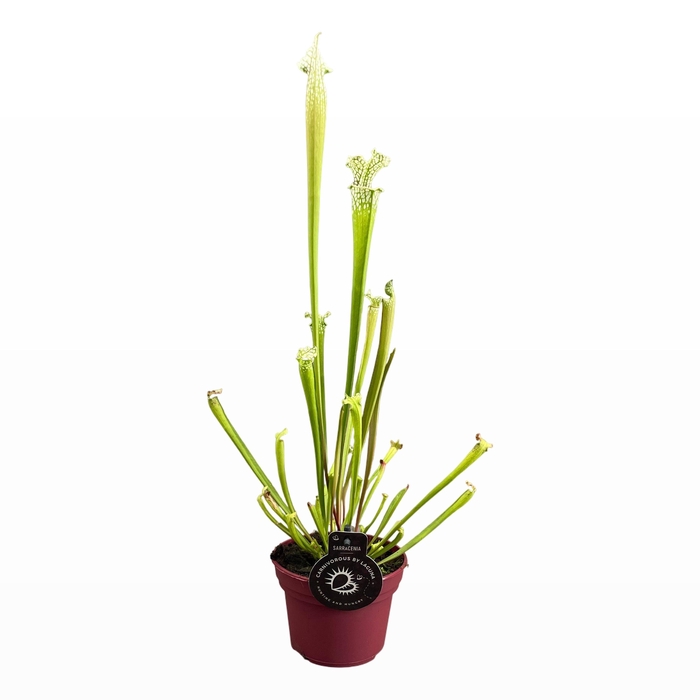 <h4>Sarracenia Leucophylla 12 cm</h4>