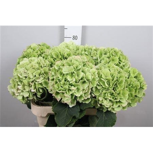Hydr Cl White Verena