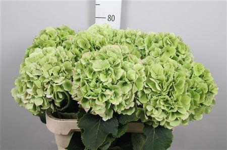 <h4>Hydr Cl White Verena</h4>