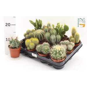 CACTUS GEM