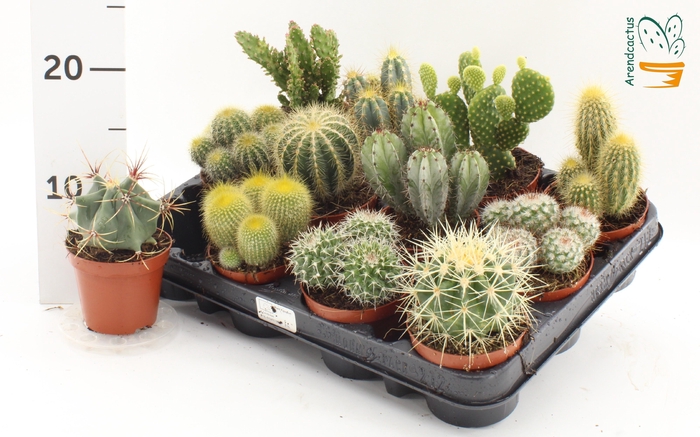 CACTUS GEM