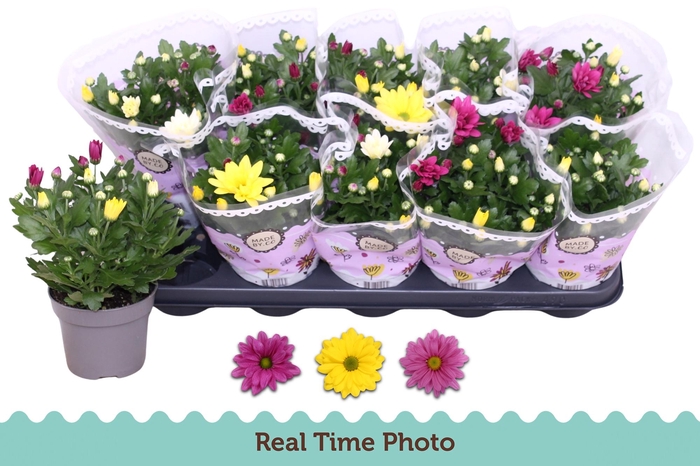 <h4>CHRYS GEM IN POT</h4>