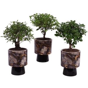 Bonsai Indoor Mix Ø12cm Ball Shape in Ø14cm Ceramic PL672