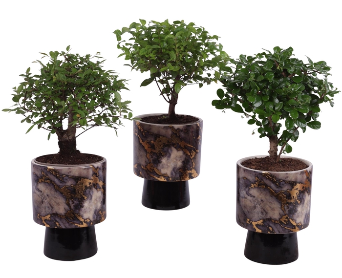 <h4>Bonsai Indoor Mix Ø12cm Ball Shape in Ø14cm Ceramic PL672</h4>