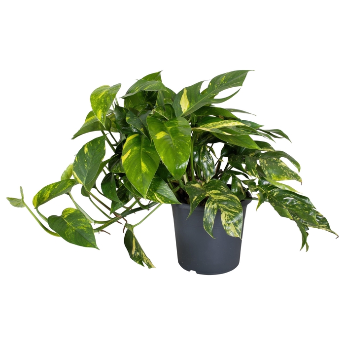 <h4>Epipremnum Pinnatum Halffinger 24 CM</h4>