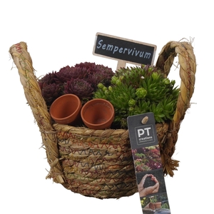 PTS7381 Arrangement Sempervivum in rieten mand