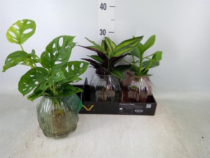 <h4>Planten ..mix</h4>