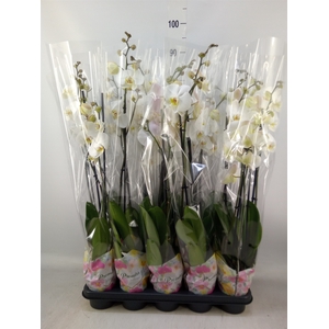 Phalaenopsis   ...white