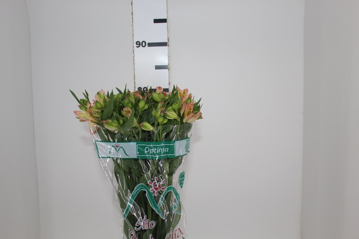 <h4>ALSTROEMERIA OPTIMA 080 CM</h4>