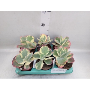 Kalanchoe NF thyrsiflora