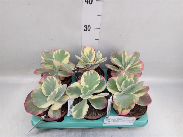 <h4>Kalanchoe NF thyrsiflora</h4>