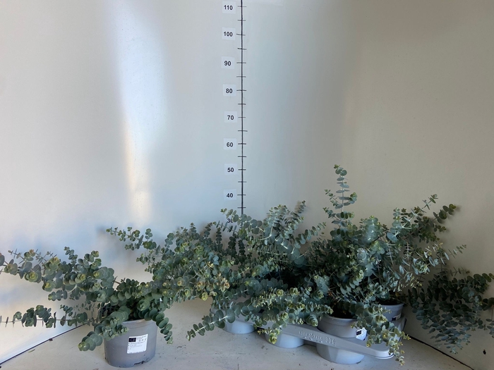 <h4>EUCAL PULVERULENTA</h4>