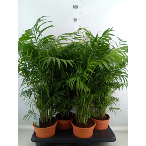 Chamaedorea elegans