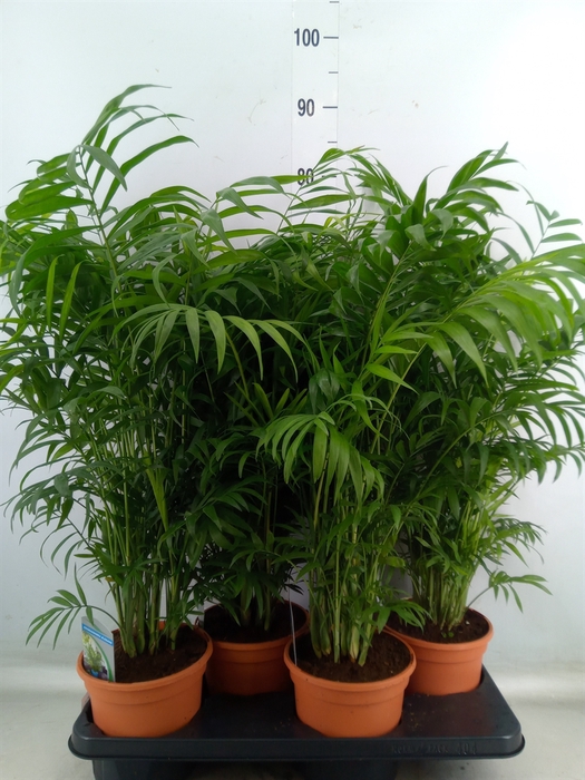 <h4>Chamaedorea elegans</h4>
