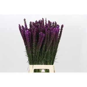 Liatris Callilepis