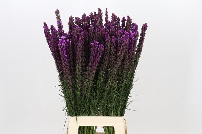 <h4>Liatris Callilepis</h4>