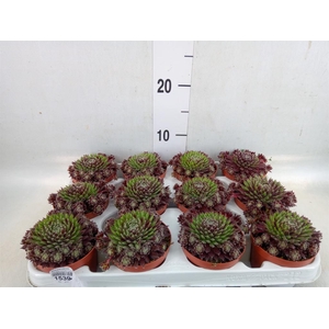 Sempervivum   ...