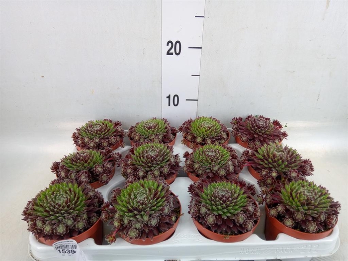 <h4>Sempervivum   ...</h4>