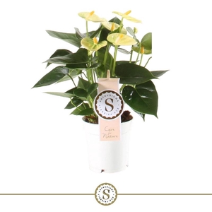 Anthurium Andreanum Yellow Champion