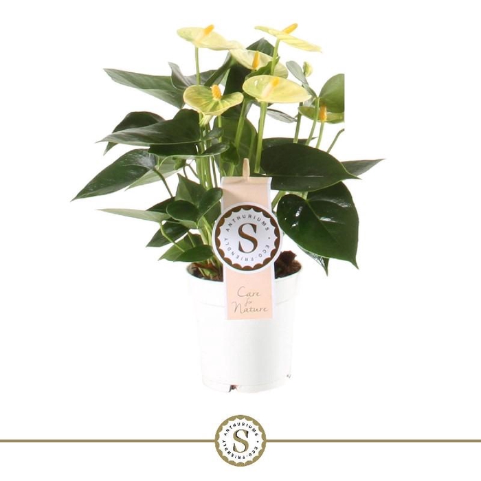 <h4>Anthurium Andreanum Yellow Champion</h4>
