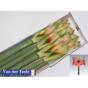 AMARYLLIS BOUQUET HIPP GA BOUQUET