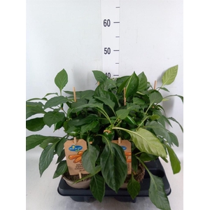 Capsicum annuum   ...paprika