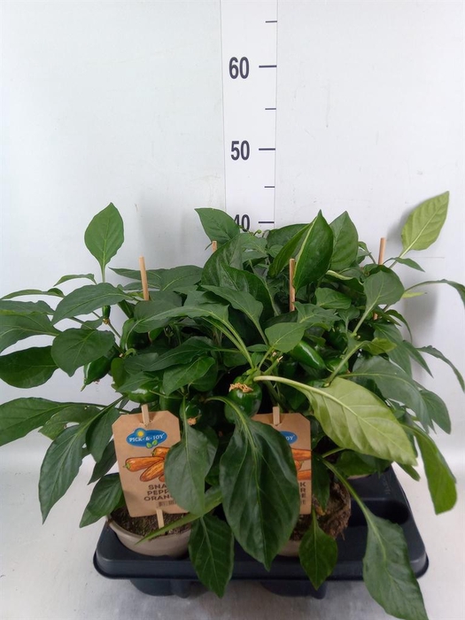 <h4>Capsicum annuum   ...paprika</h4>