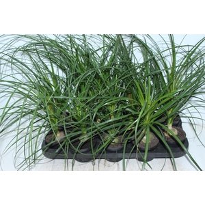 BEAUCARNEA RECURVATA P11