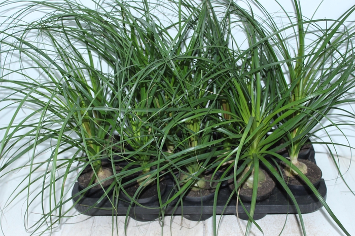 <h4>BEAUCARNEA RECURVATA P11</h4>