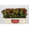 Leucadendron Yellow Blush Spray