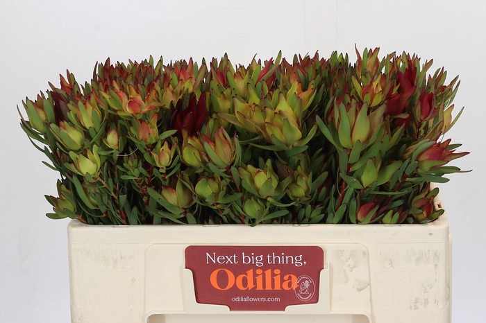 <h4>Leucadendron Yellow Blush Spray</h4>