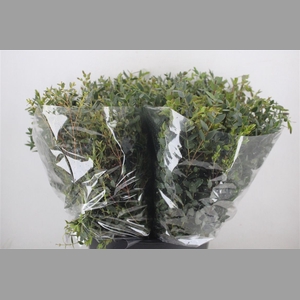 Euca Parvifolia Short 150gr P Bunch