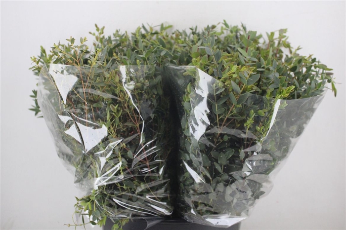 <h4>Euca Parvifolia Short 150gr P Bunch</h4>