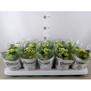 Kalanchoe blos. 'RosFlow Sia'