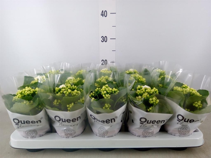 <h4>Kalanchoe blos. 'RosFlow Sia'</h4>