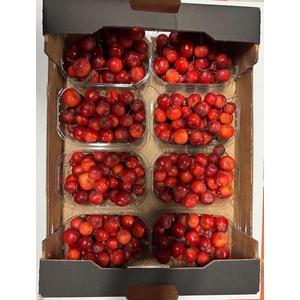 MALUS RED SENTIN BAK