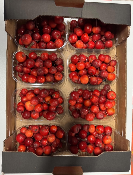 <h4>MALUS RED SENTIN BAK</h4>