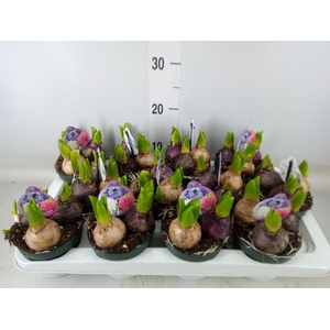 Hyacinthus orie.   ...
