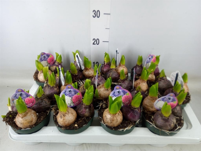<h4>Hyacinthus orie.   ...</h4>