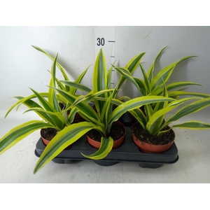 Dracaena fr de 'LemonLime'