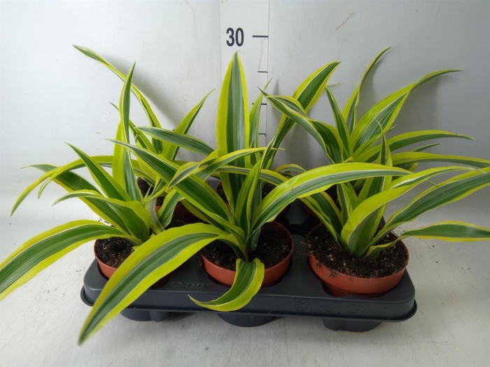 <h4>Dracaena fr de 'LemonLime'</h4>