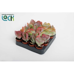 KALANCHOE THYRSIFL