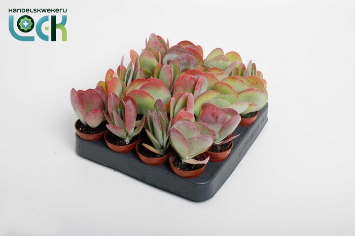 <h4>KALANCHOE THYRSIFL</h4>
