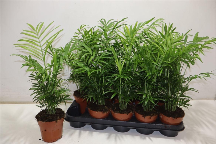 <h4>Chamaed Elegans</h4>